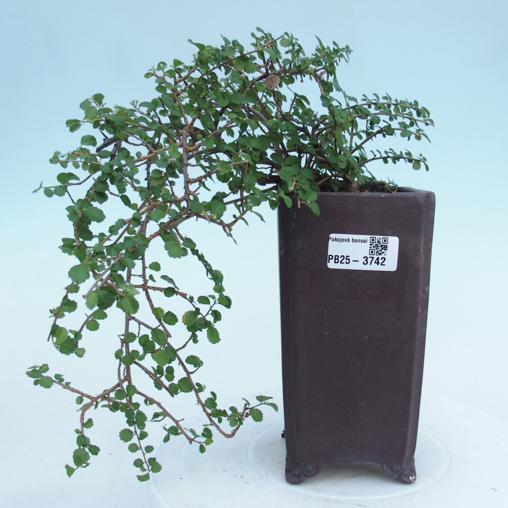 Pokojová bonsai - Grewia sp. - Grewie malolistá