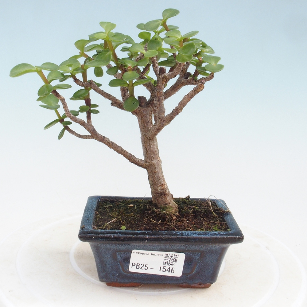 Pokojová bonsai - Portulakaria Afra - Tlustice