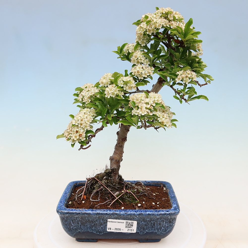 Venkovní bonsai - Pyracantha teton - Hlohyně šarlatová