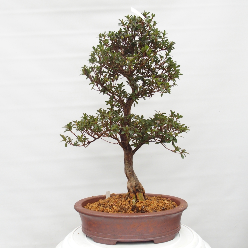 Venkovní bonsai - Japonská azalka - Azalea Hanatsuzuri