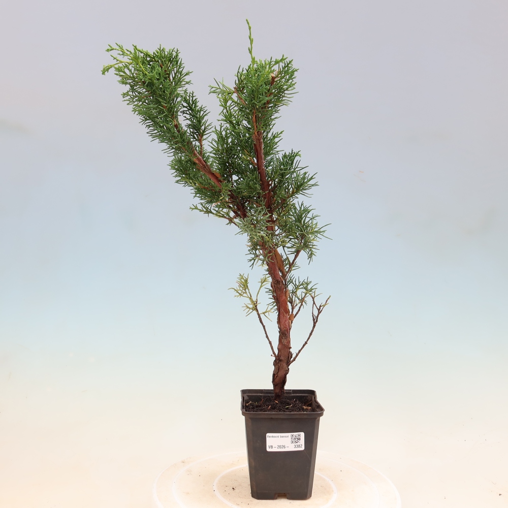 Venkovní bonsai - Juniperus chinensis Kishu -Jalovec čínský