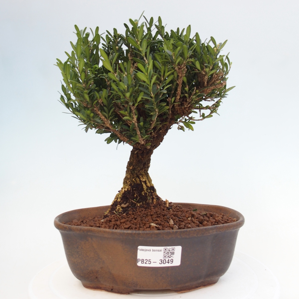 Pokojová bonsai - Buxus harlandii - korkový buxus