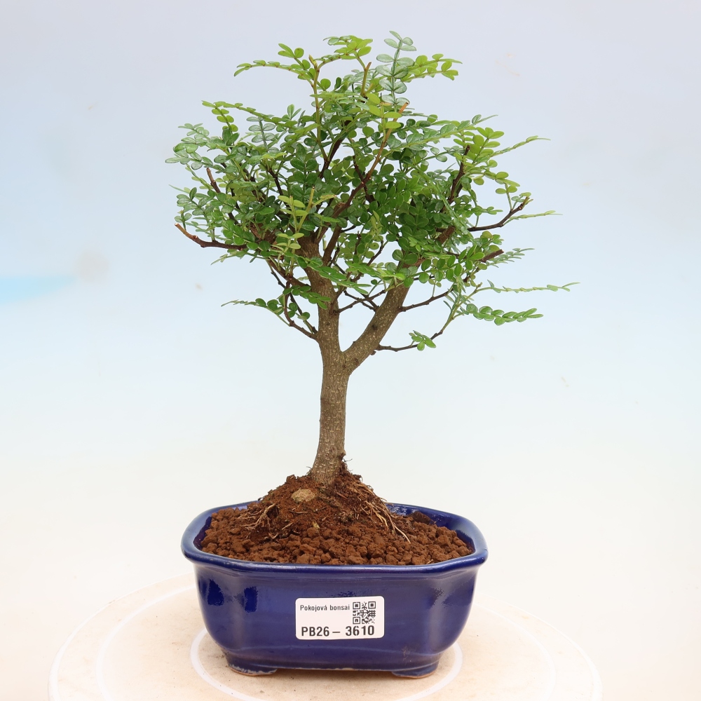 Pokojová bonsai - Zantoxylum piperitum - Pepřovník