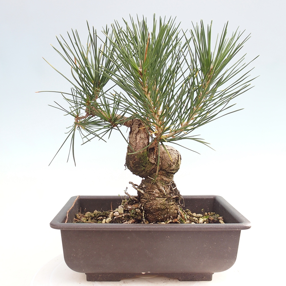 Venkovní bonsai - Pinus thunbergii - Borovice thunbergova