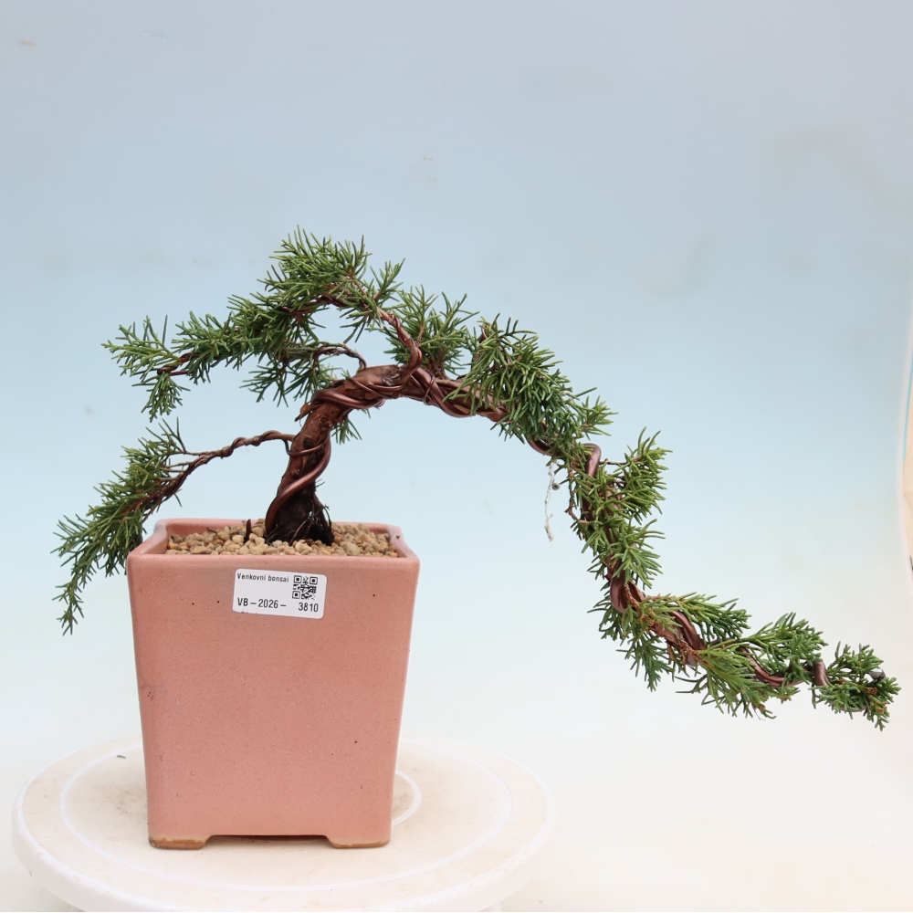 Venkovní bonsai - Juniperus chinensis Kishu -Jalovec čínský