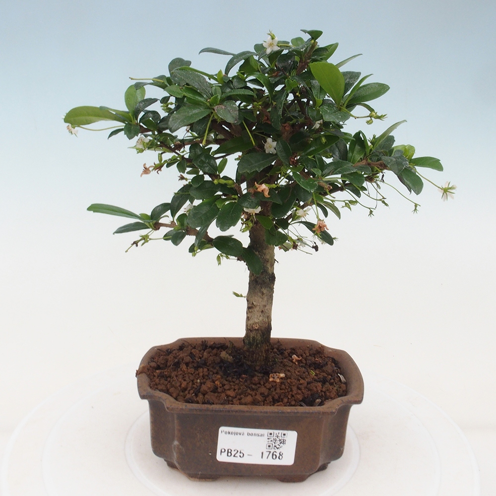 Pokojová bonsai - Carmona macrophylla - Čaj fuki