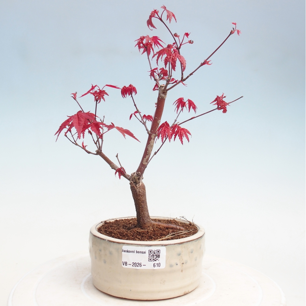 Venkovní bonsai - Javor dlanitolistý - Acer palmatum DESHOJO