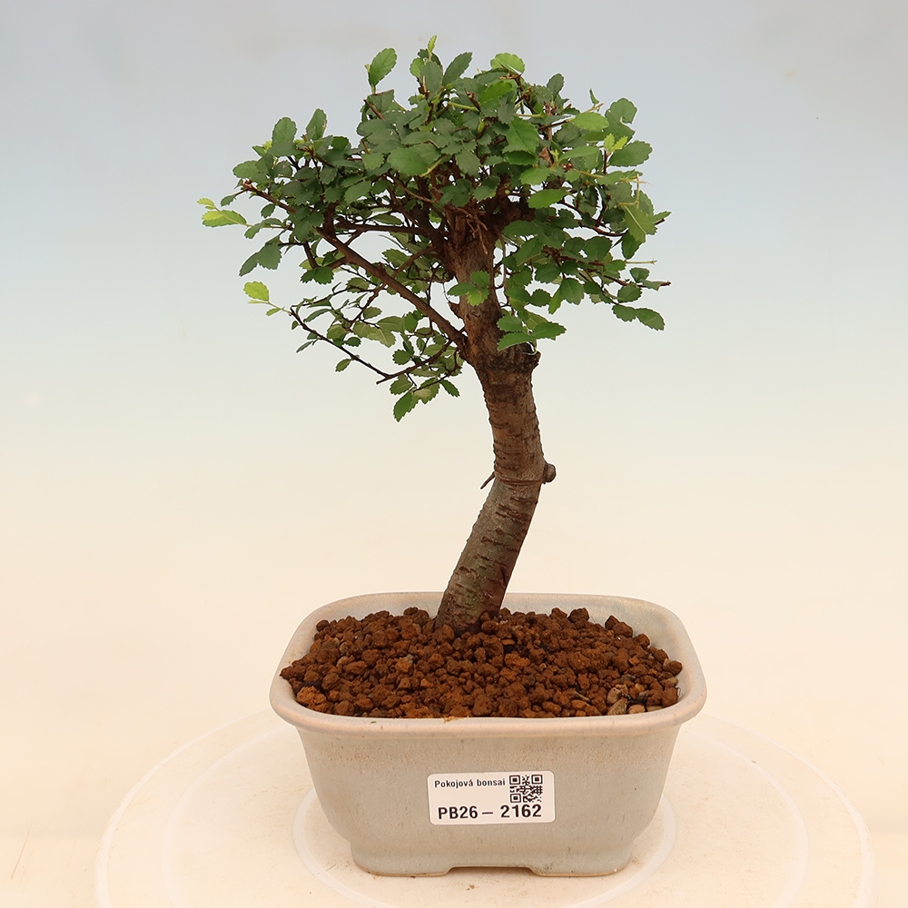 Pokojová bonsai - Ulmus parvifolia - Malolistý jilm