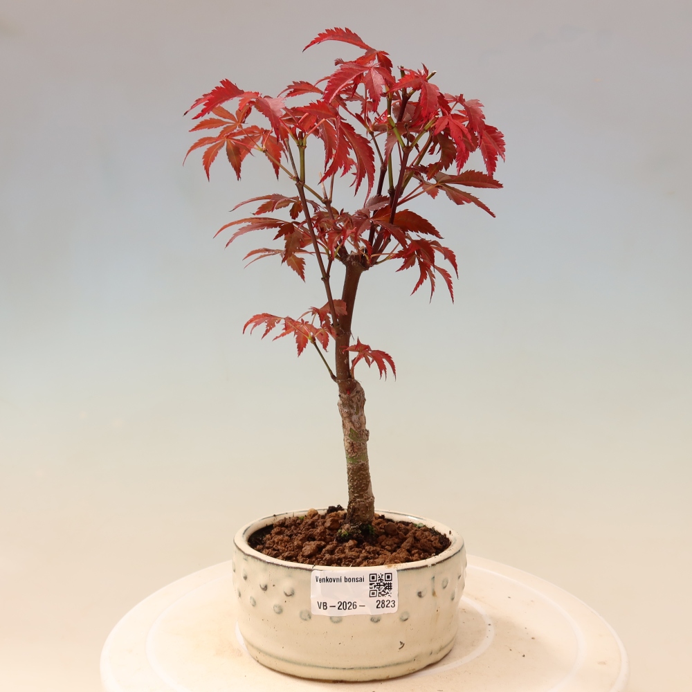 Venkovní bonsai - Acer palm. Atropurpureum-Javor dlanitolistý
