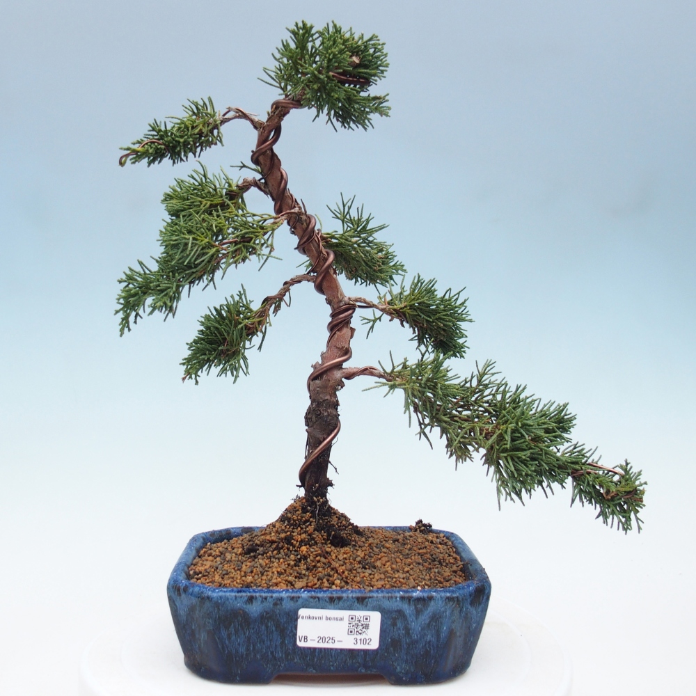 Venkovní bonsai - Juniperus chinensis Kishu -Jalovec čínský