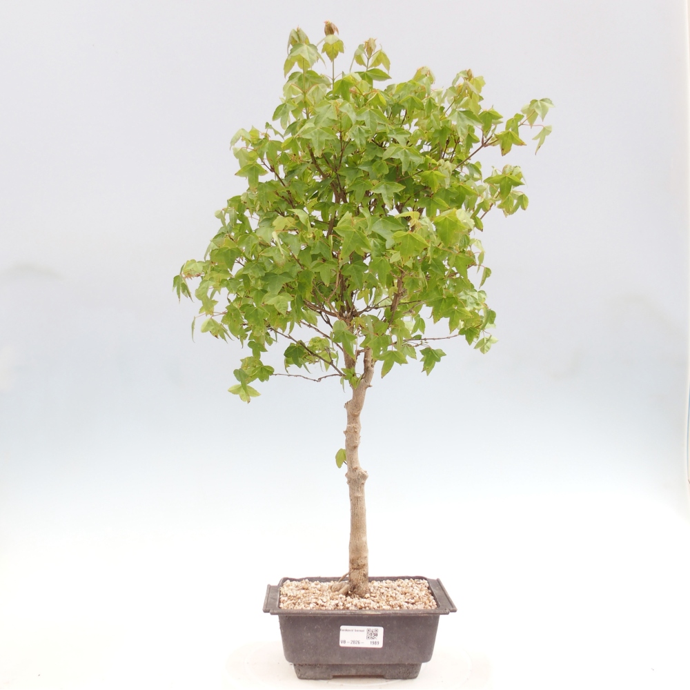 Venkovní bonsai - Acer Buergerianum - Javor Burgerův
