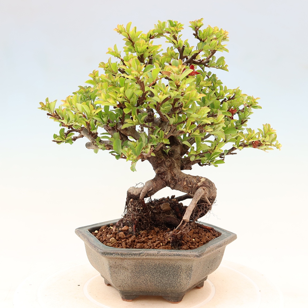 Venkovní  bonsai -  Chaneomeles speciosa Chojubai - Kdoulovec ozdobný