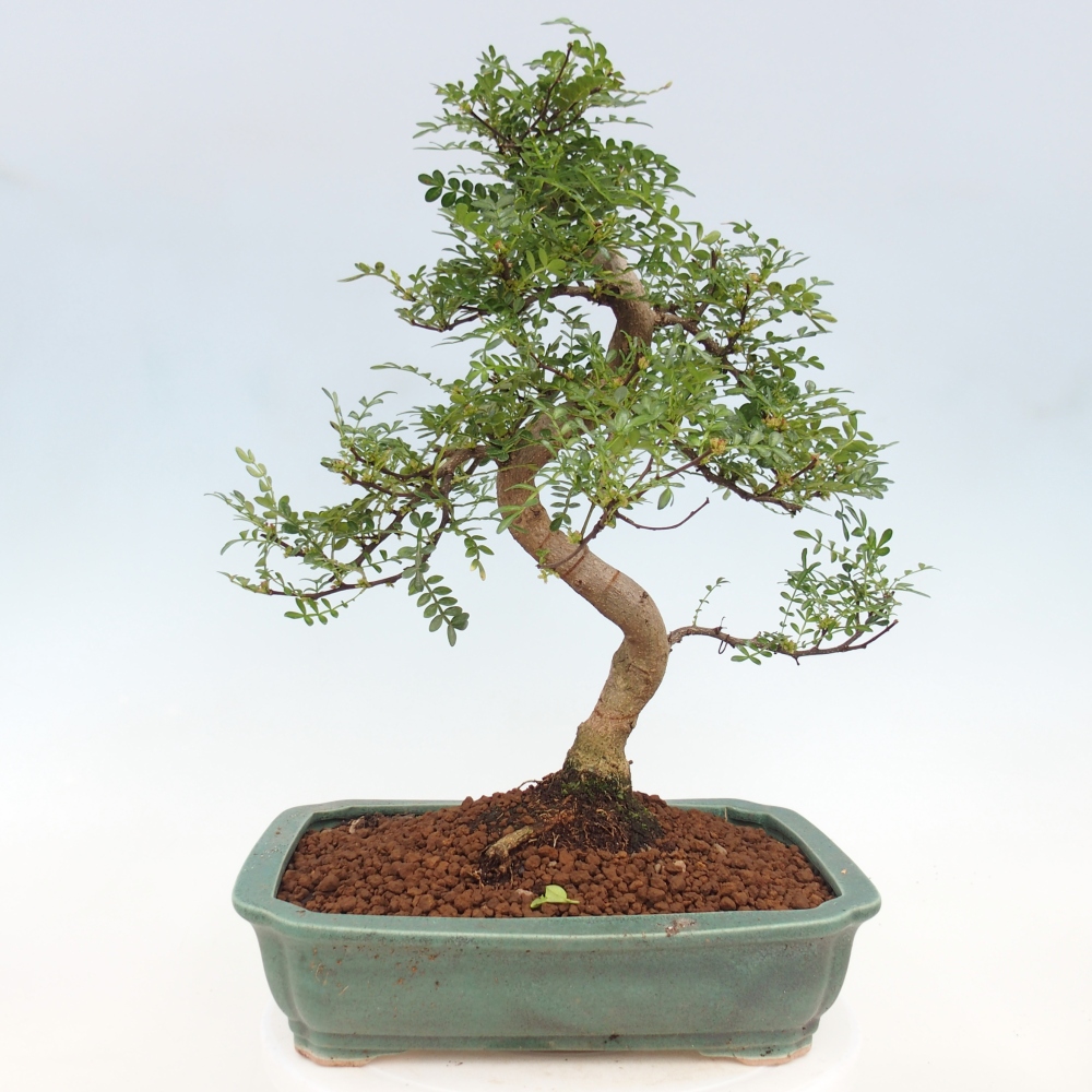 Pokojová bonsai - Zantoxylum piperitum - pepřovník