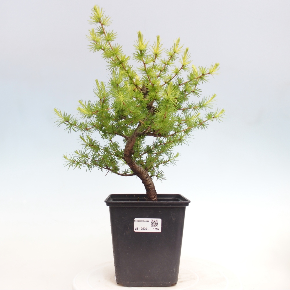 Venkovní bonsai -Larix decidua - Modřín opadavý 