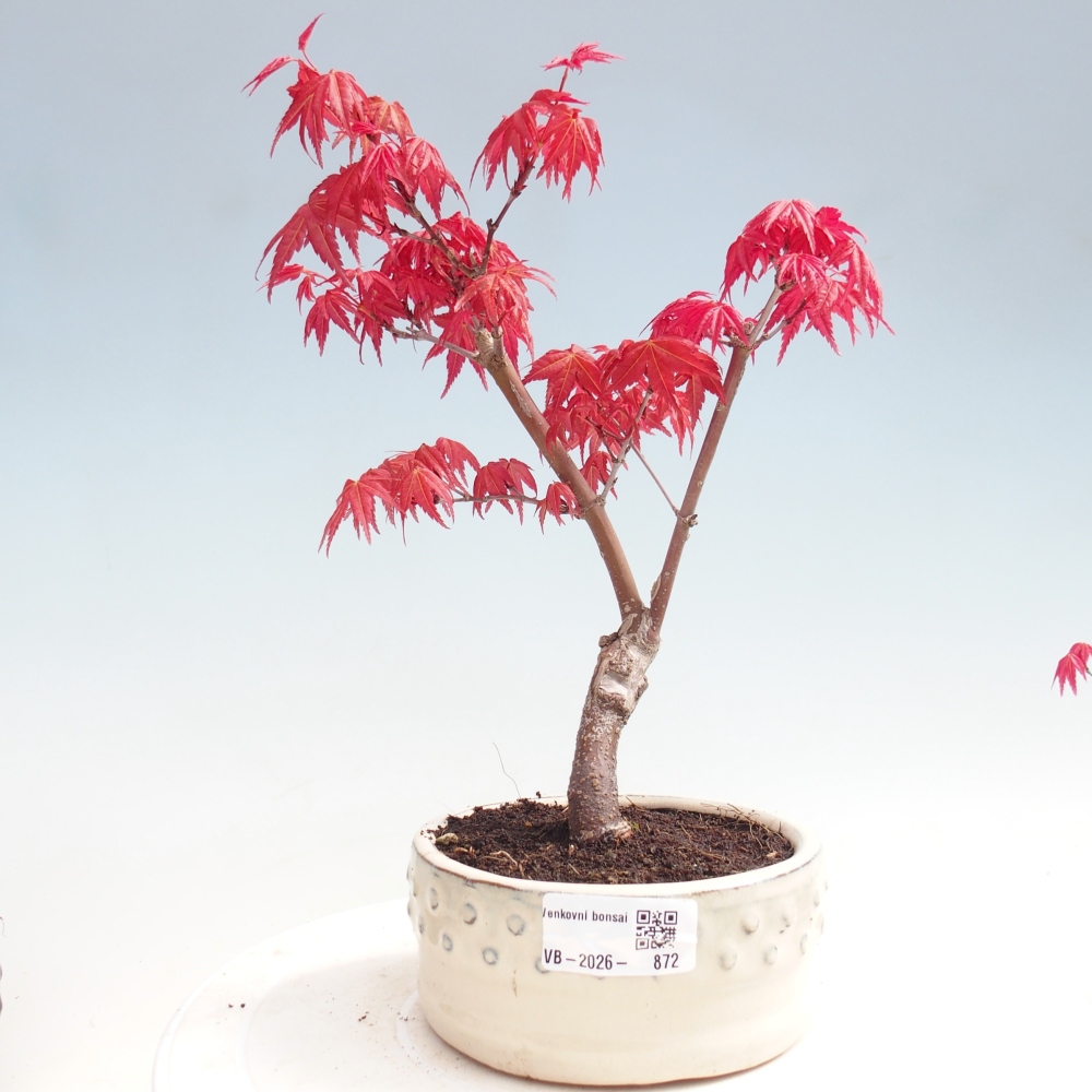 Venkovní bonsai - Javor dlanitolistý - Acer palmatum DESHOJO