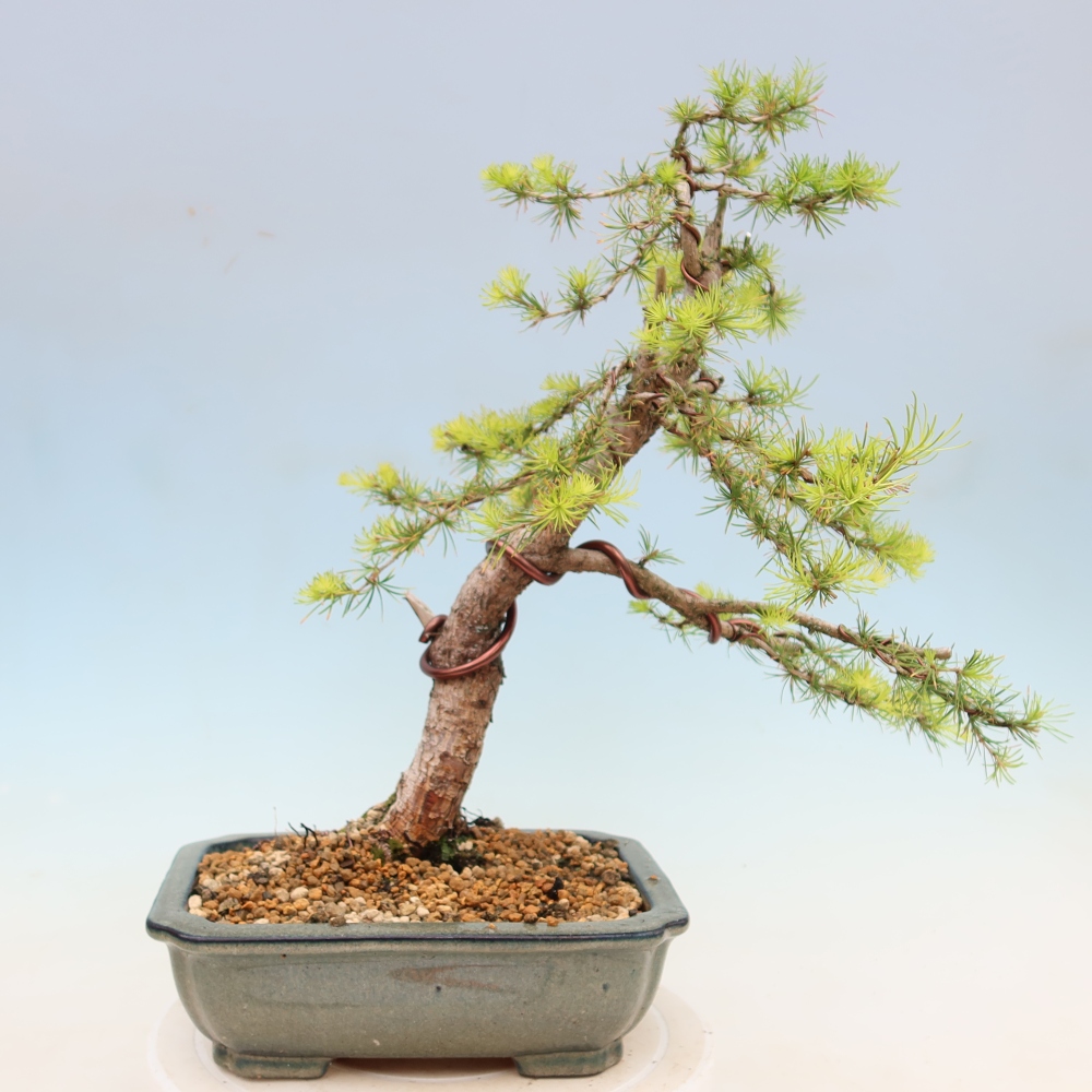 Venkovní bonsai -Larix decidua - Modřín opadavý 