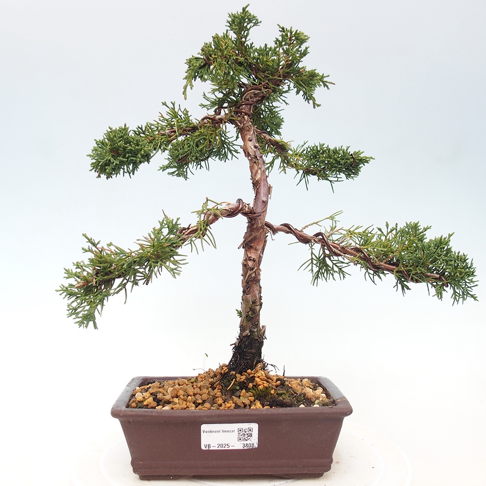 Venkovní bonsai - Juniperus chinensis Kishu -Jalovec čínský