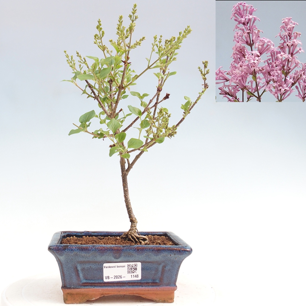 Venkovní bonsai - Syringa Meyeri Palibin - Šeřík Meyerův