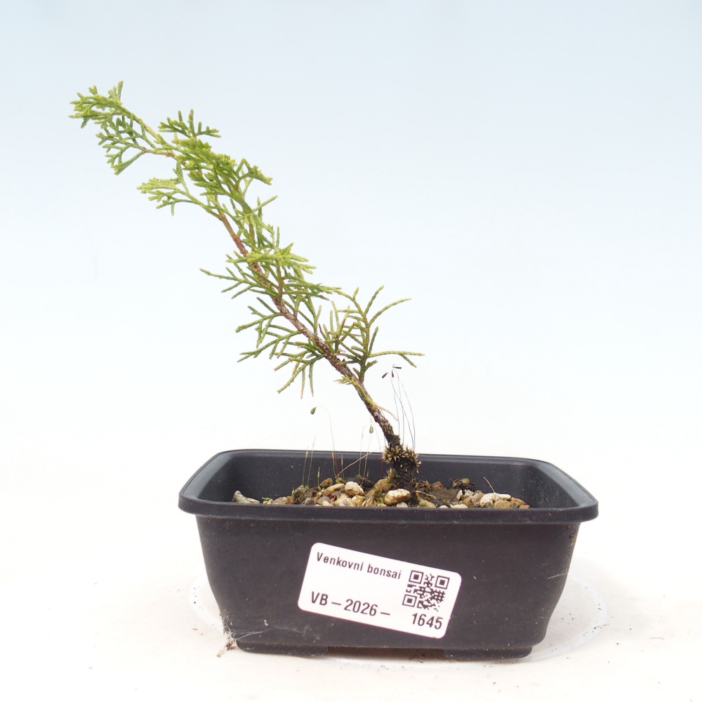 Venkovní bonsai - Juniperus chinensis Itoigawa -Jalovec čínský