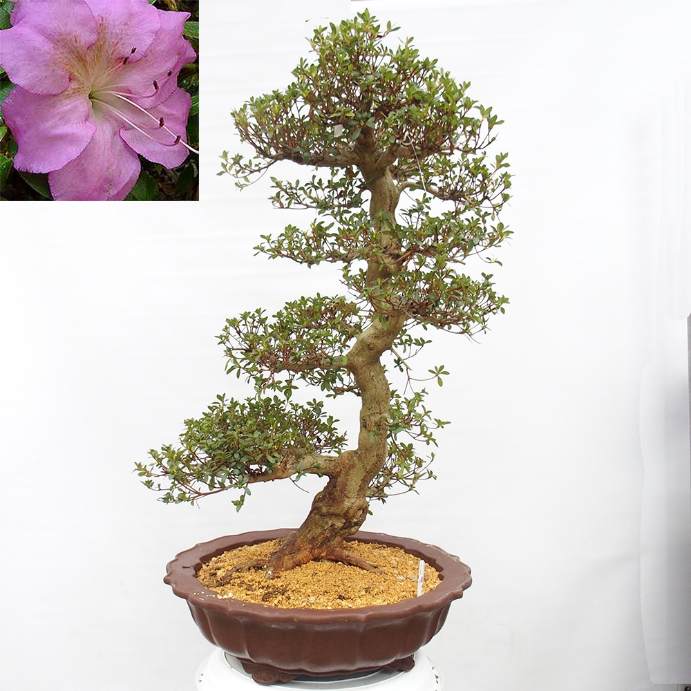 Venkovní bonsai - Japonská azalka - Azalea Shikou