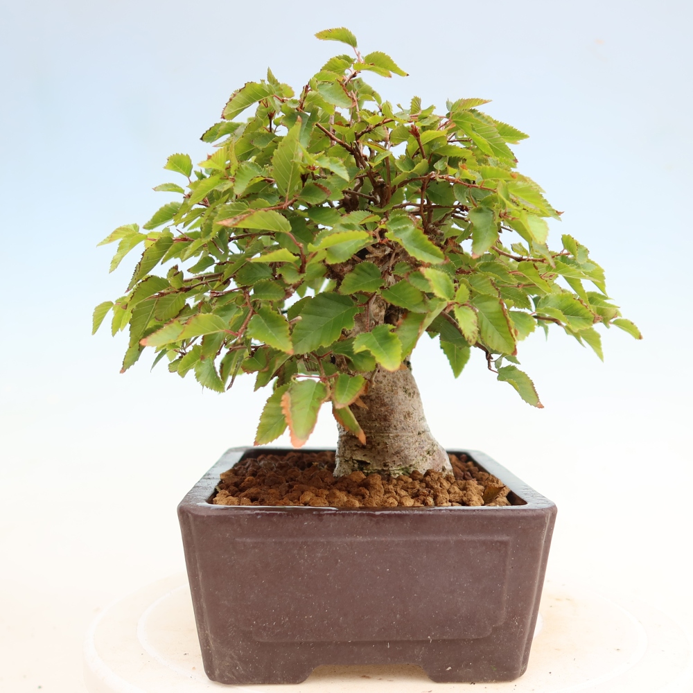 Venkovní bonsai -Carpinus Coreana - Habr korejský