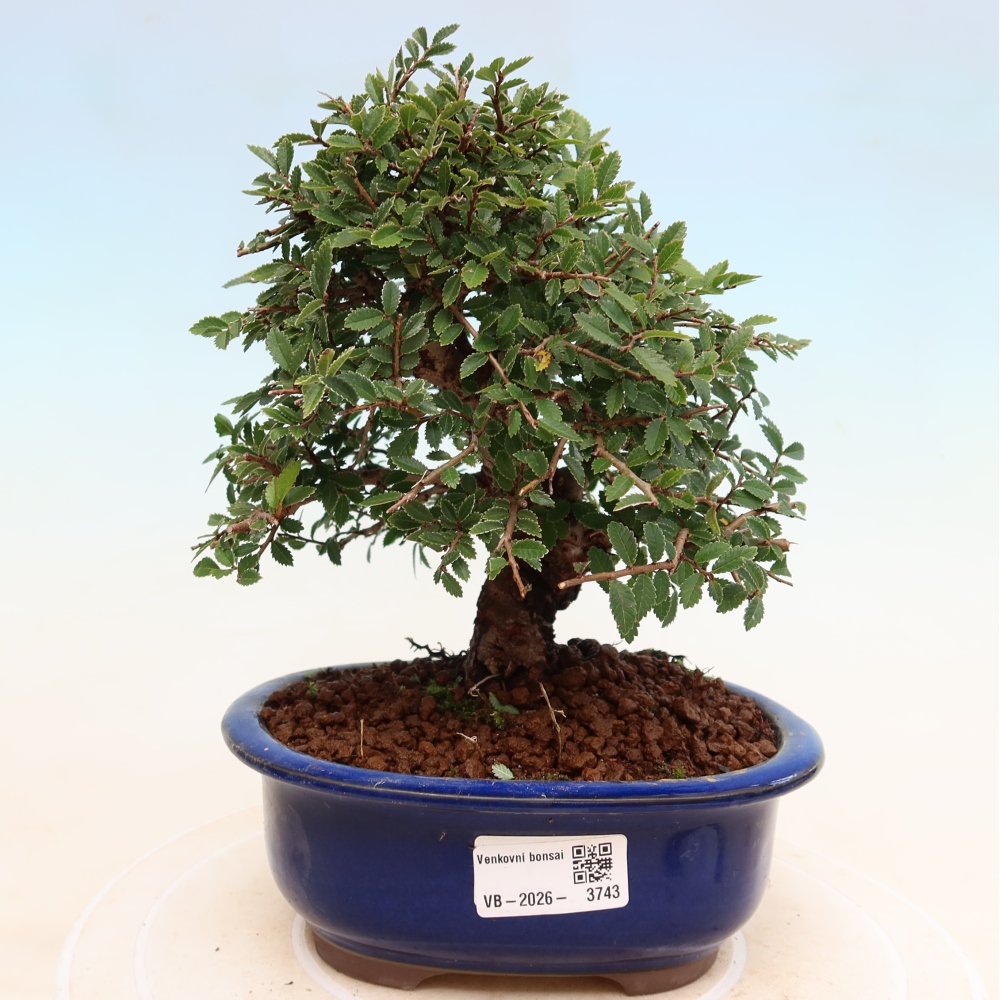 Venkovní bonsai - Zelkova - Zelkova NIRE