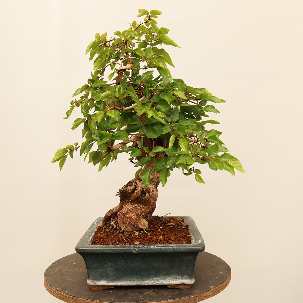 Venkovní bonsai -Carpinus Coreana - Habr korejský