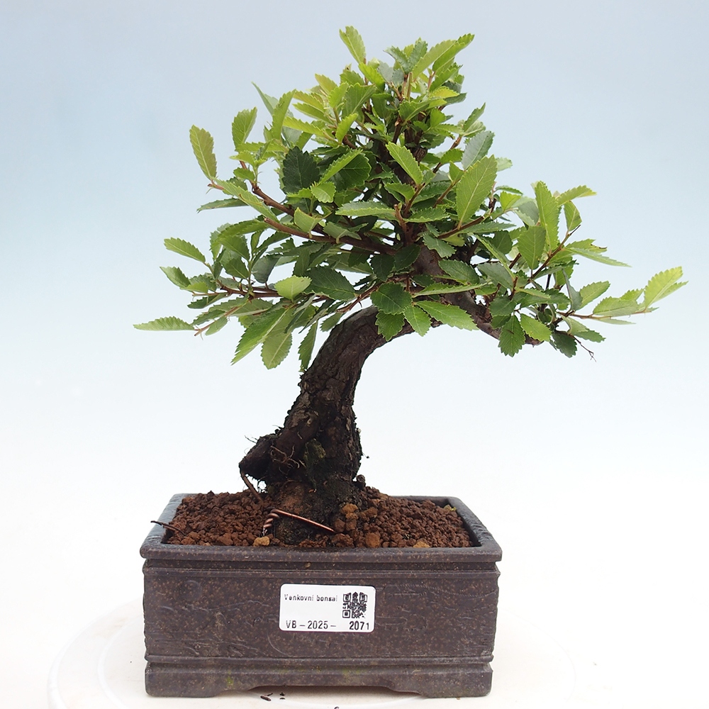 Venkovní bonsai - Zelkova - Zelkova NIRE