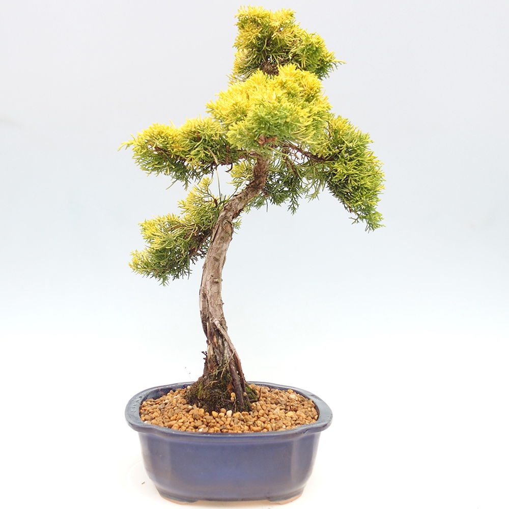 Venkovní bonsai - Juniperus chinensis plumosa aurea - Jalovec čínský zlatý