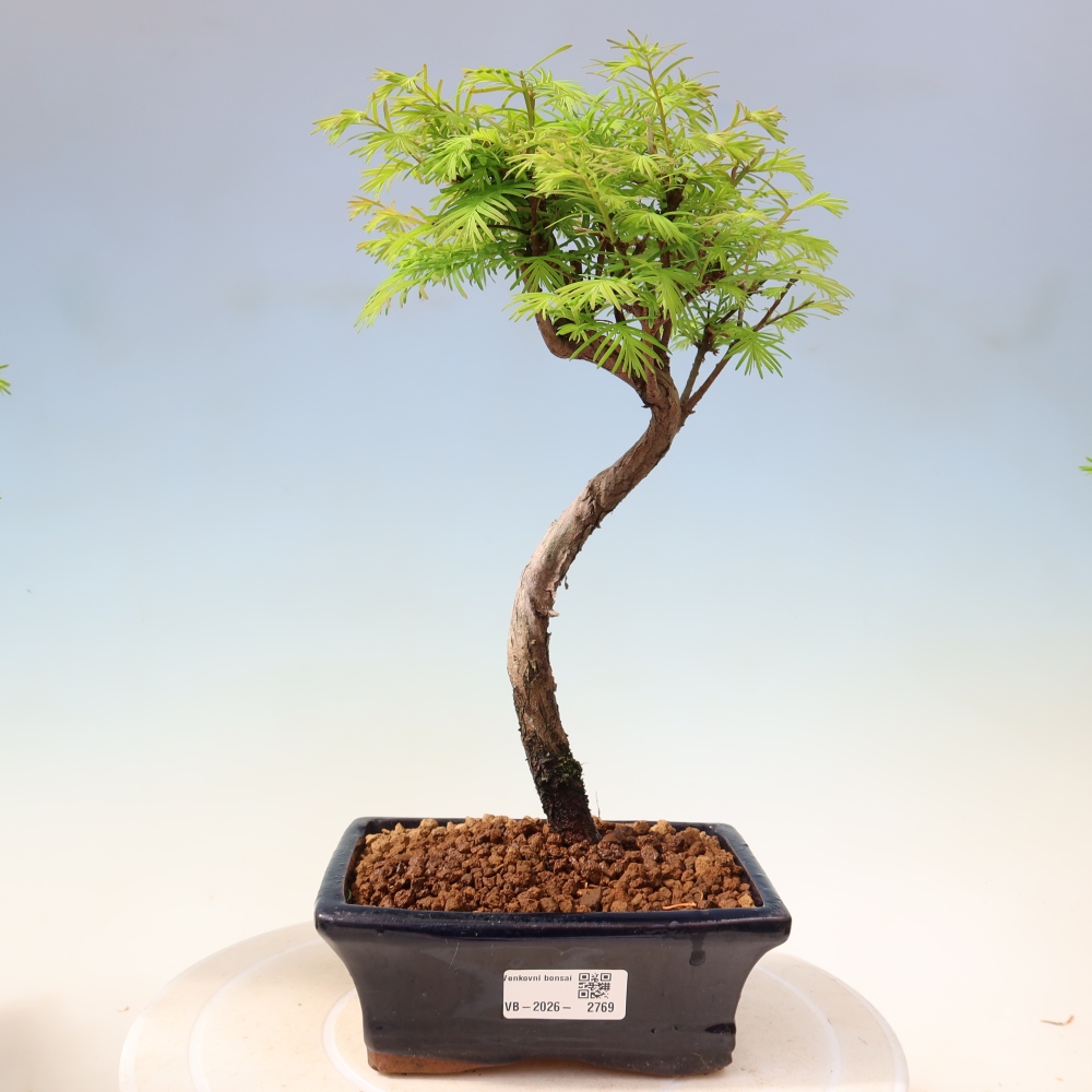 Venkovní bonsai - Metasequoia glyptostroboides - Metasekvoje čínská