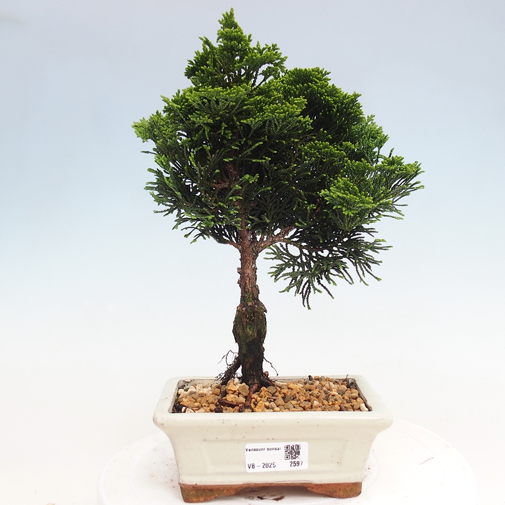 Venkovní bonsai - Cham.pis obtusa Nana Gracilis - Cypřišek