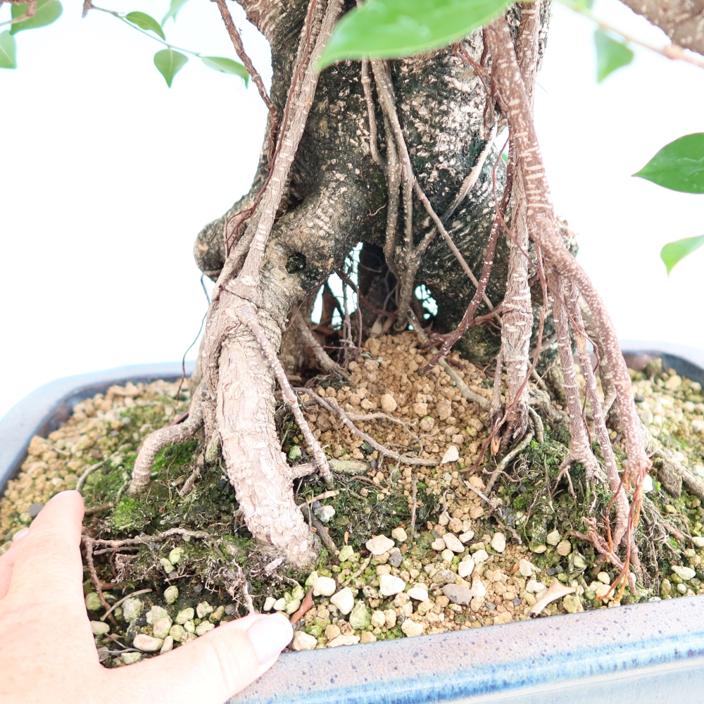 Pokojová bonsai - Ficus kimmen -  malolistý fíkus