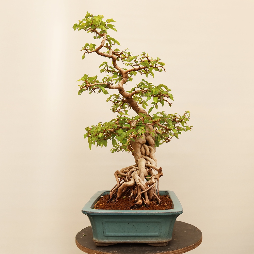 Venkovní bonsai -Carpinus Coreana - Habr korejský