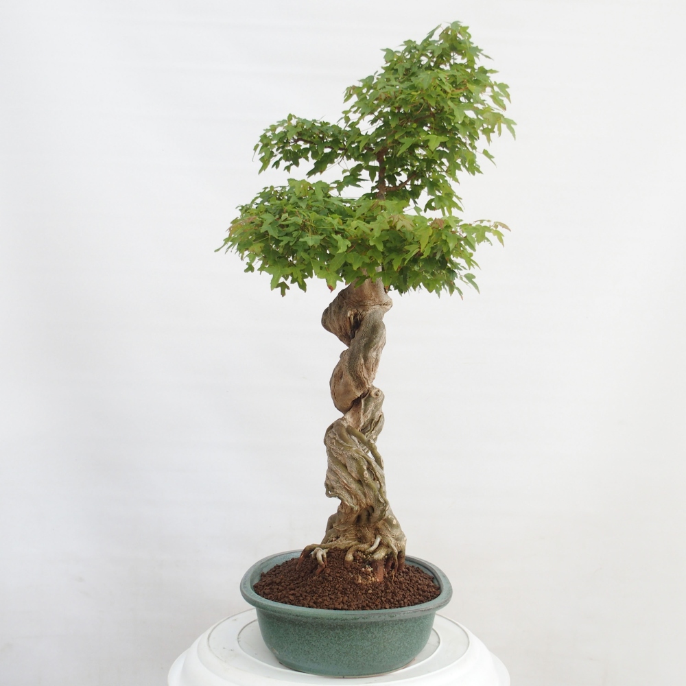 Venkovní bonsai - Acer Buergerianum - Javor Burgerův