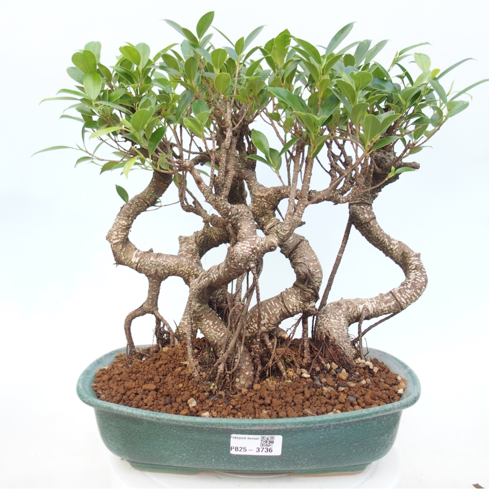Pokojová bonsai - Ficus kimmen -  malolistý fíkus