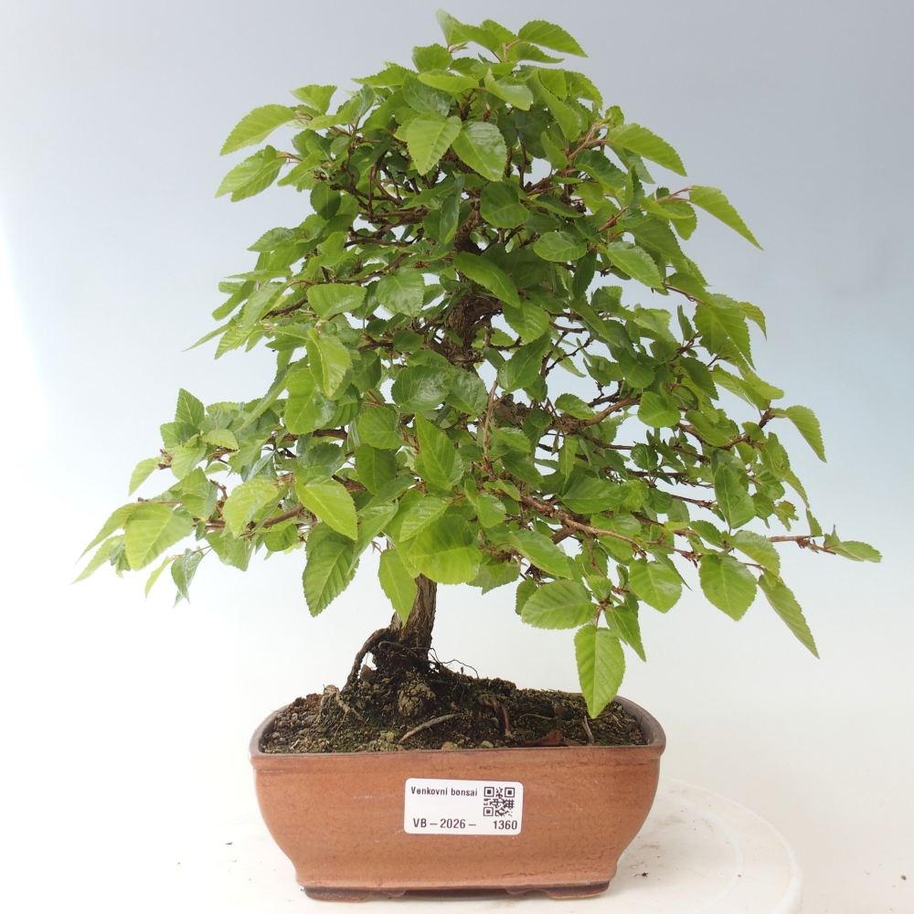Venkovní bonsai -Carpinus CARPINOIDES - Habr korejský