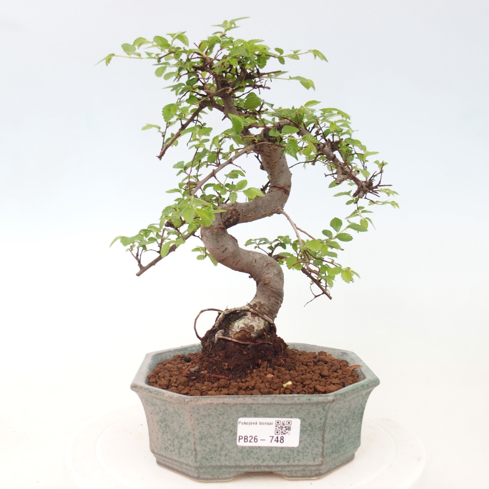 Pokojová bonsai - Ulmus parvifolia - Malolistý jilm