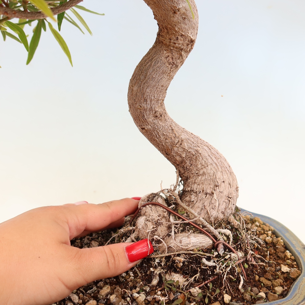 Pokojová bonsai - Ficus nerifolia -  malolistý fíkus