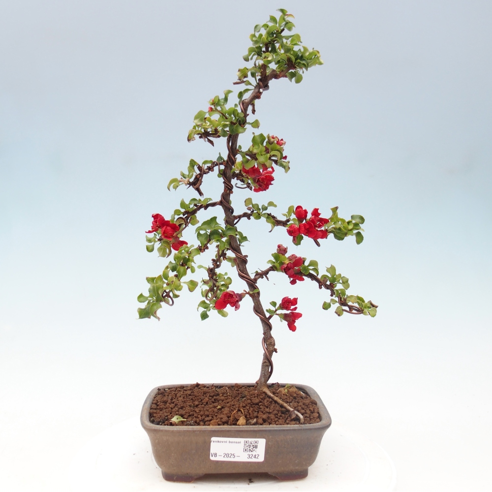 Venkovní bonsai - Chaneomeles s. Red Joy - Kdoulovec 