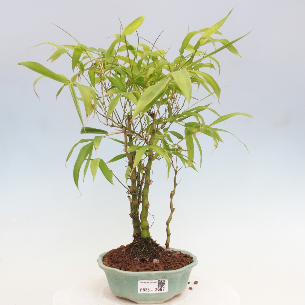 Pokojová bonsai - Bambus budha-Bambus budhovo břicho