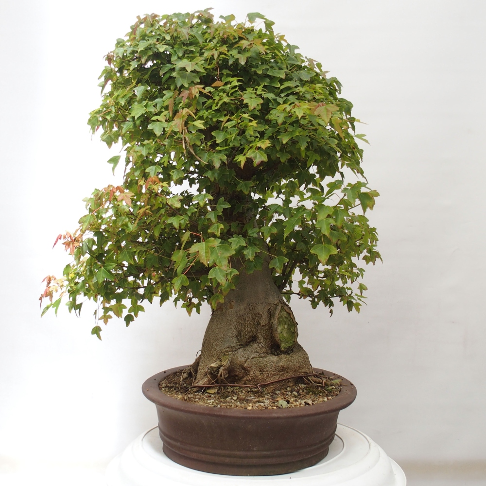 Venkovní bonsai - Acer Buergerianum - Javor Burgerův