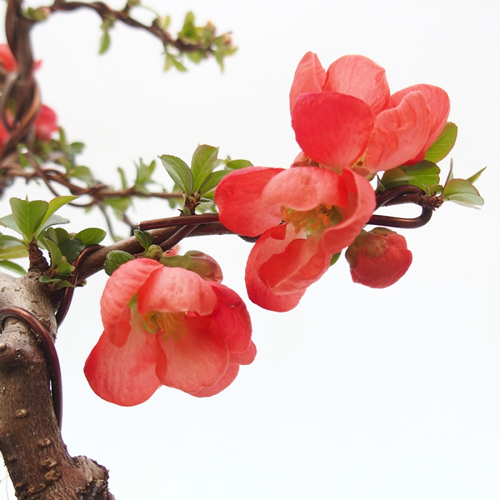 Venkovní bonsai - Chaneomeles s. Red Trail - Kdoulovec 