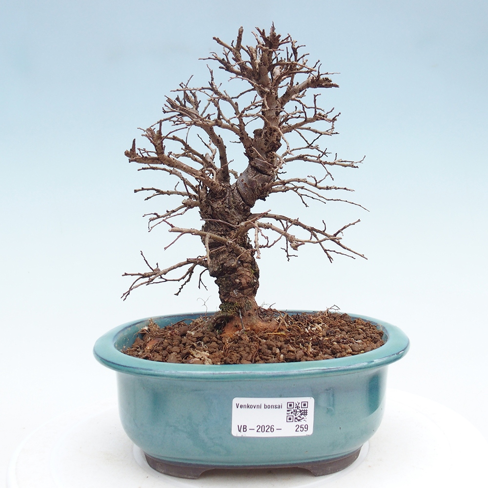 Venkovní bonsai - Zelkova - Zelkova NIRE