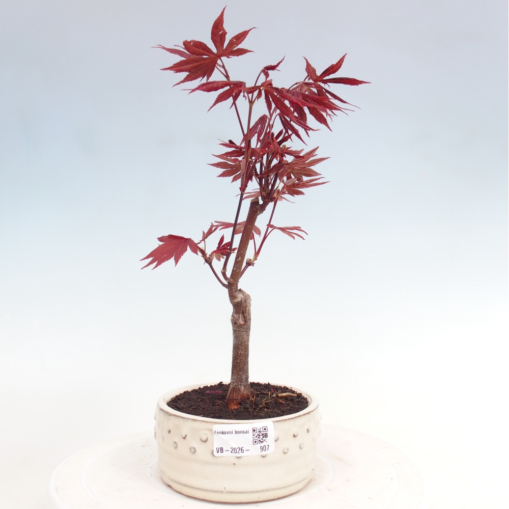 Venkovní bonsai - Acer palm. Atropurpureum-Javor dlanitolistý