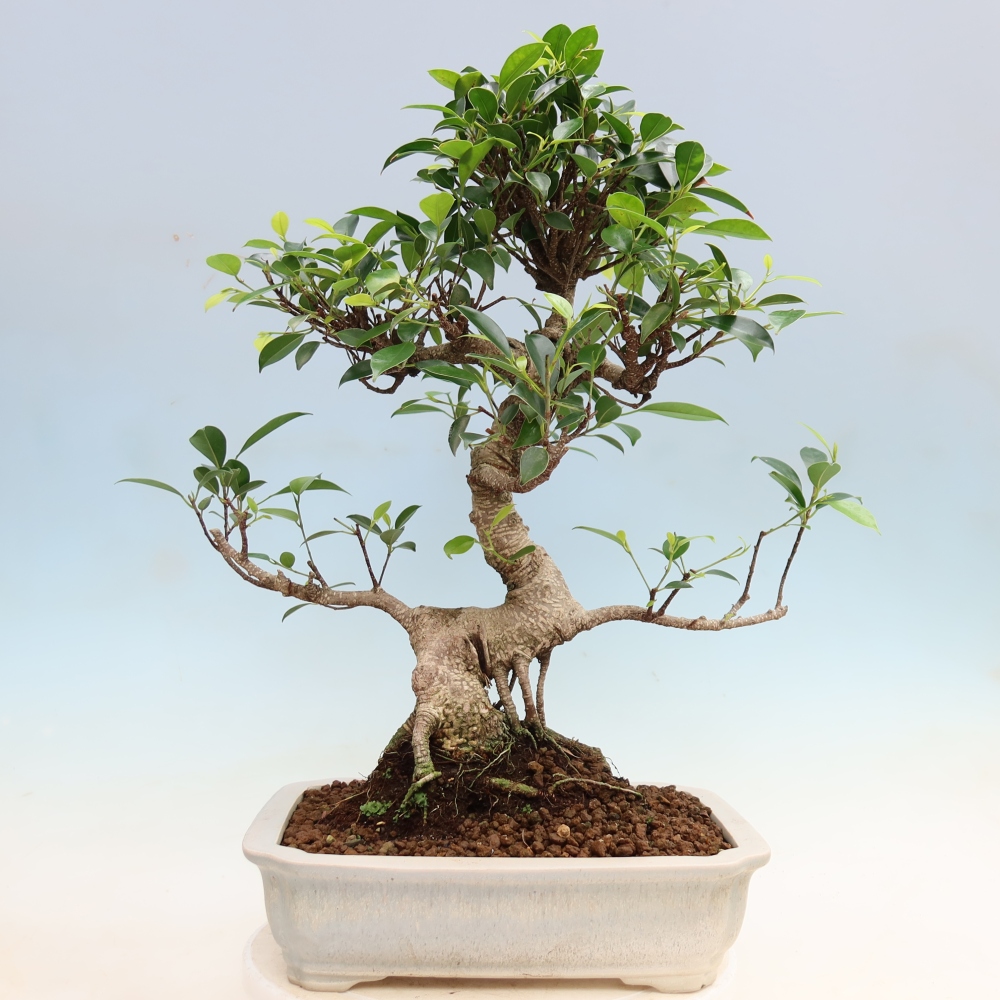 Pokojová bonsai - Ficus kimmen -  malolistý fíkus