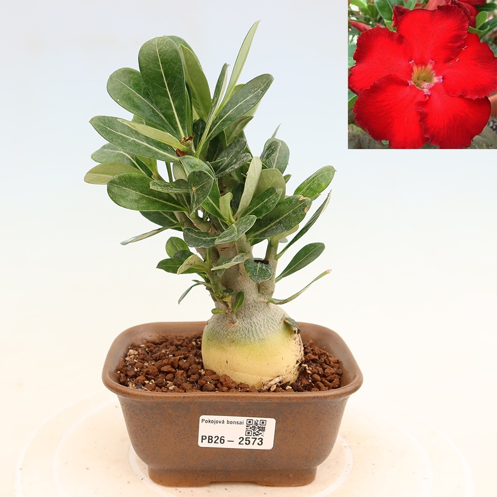 Pokojová bonsai - Adenium obesum Red Star - Pouštní růže