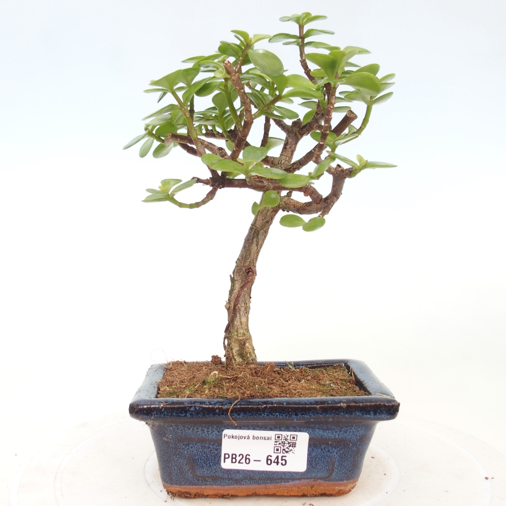 Pokojová bonsai - Portulakaria Afra - Tlustice