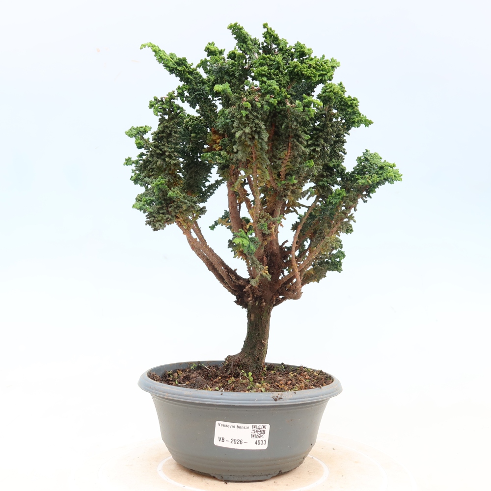Venkovní bonsai - Cham. obtusa SEKKA HINOKI - Cypřišek