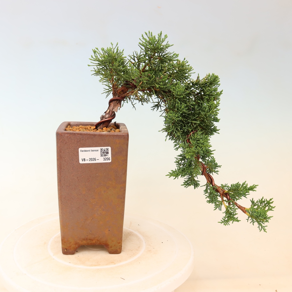 Venkovní bonsai - Juniperus chinensis Kishu -Jalovec čínský