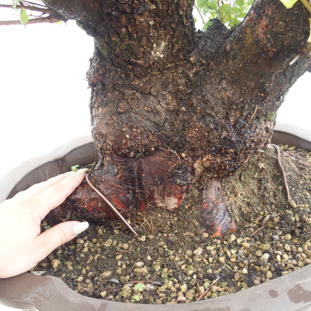 Venkovní bonsai - Mahalebka - Prunus mahaleb